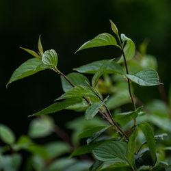 Close-up of plant