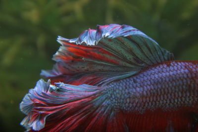 Close-up of a betta