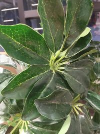 High angle view of green leaves