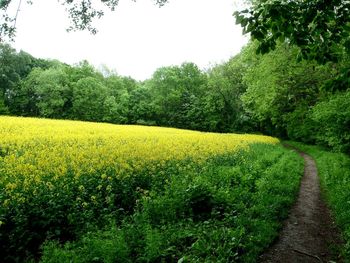 Scenic view of oilseed rape field