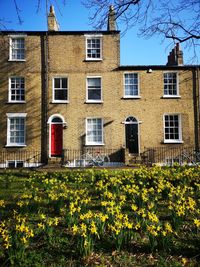 Sunny spring day view of houses with daffodils in the foreground in cambridge uk