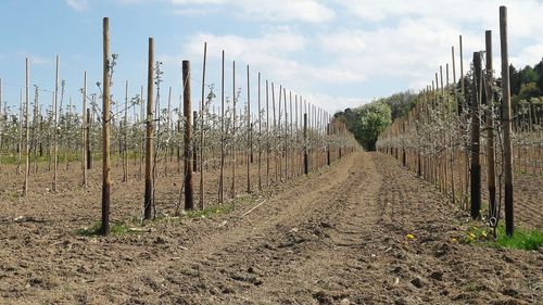 Fence on agricultural field against sky