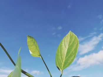 Low angle view of green leaves against blue sky