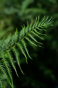 Close-up of fern leaves