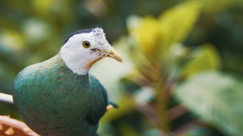 Close-up of bird perching outdoors