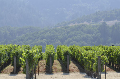 Panoramic view of a vineyard against the trees in california winery	
