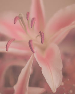 Close-up of pink rose flower