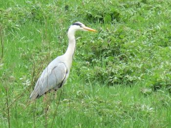 Gray heron perching on grass