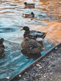 High angle view of mallard ducks swimming on lake