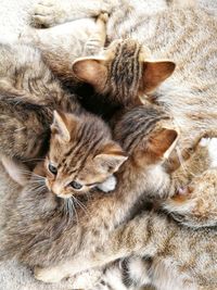 High angle view of cats sleeping