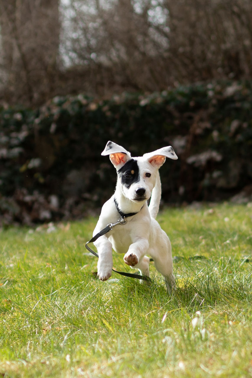 DOG RUNNING IN FIELD