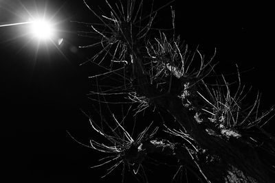 Close-up of illuminated tree against sky at night