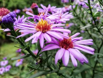 Close-up of purple flowering plant in park