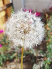 Close-up of dandelion blooming outdoors