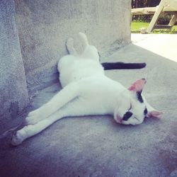 Cat relaxing outdoors