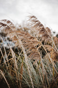 Close-up of stalks in field against sky