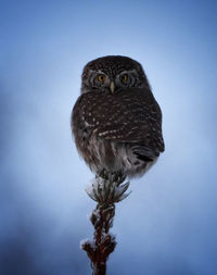 Eurasian pygmy owl