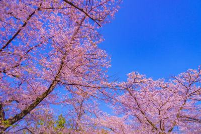 Low angle view of tree against clear blue sky