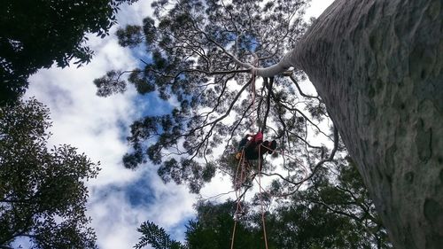 Low angle view of tree against cloudy sky
