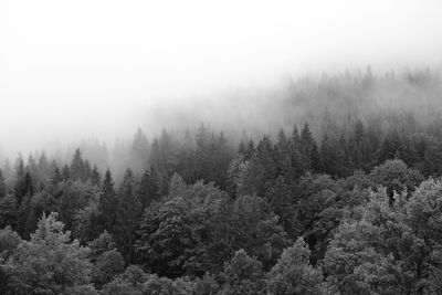 Trees in forest against sky during foggy weather