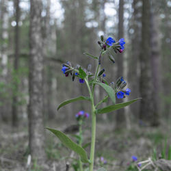 Close-up of purple flowering plant on field