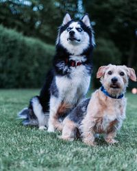 Portrait of dog sitting on field