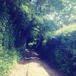 Footpath amidst trees