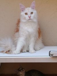 Portrait of cat sitting on wall