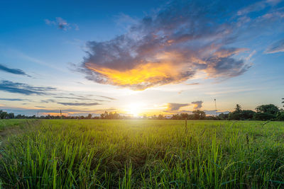 Scenic view of field against sky during sunset