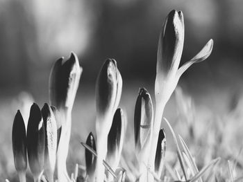 Close-up of flower against blurred background