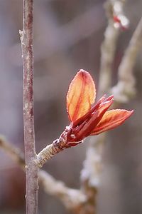 Close-up of red flowering plant