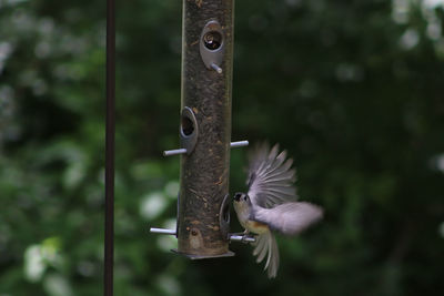 Close-up of bird flying