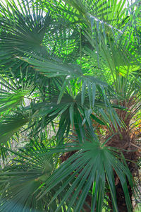 Close-up of palm tree leaves in forest