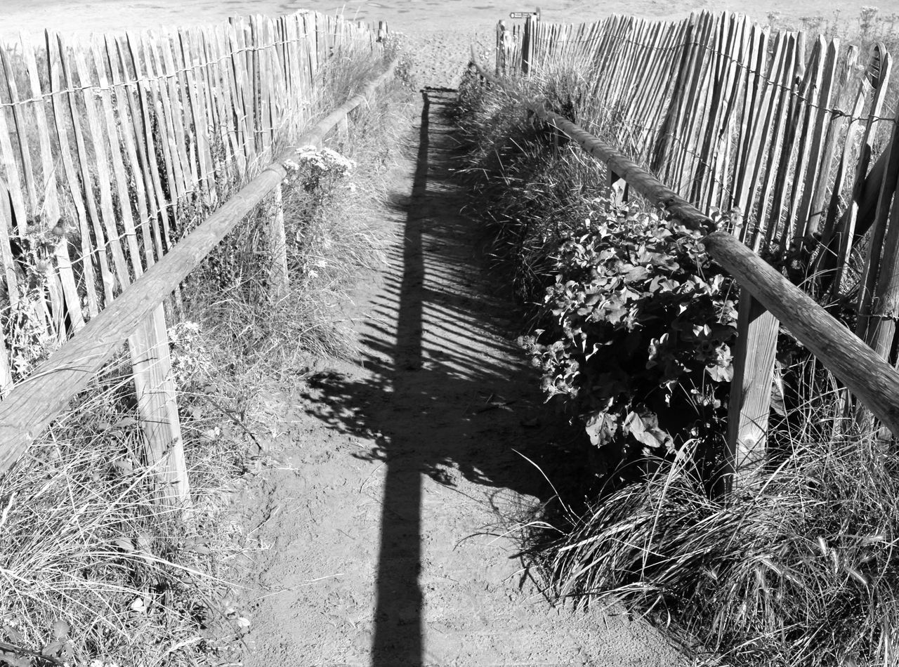 PLANTS GROWING ON FIELD BY RAILING