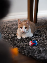 Close-up portrait of a cat