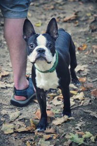 The boston terrier, a breed of dog, on a fall trail in forest, hiking with a pet