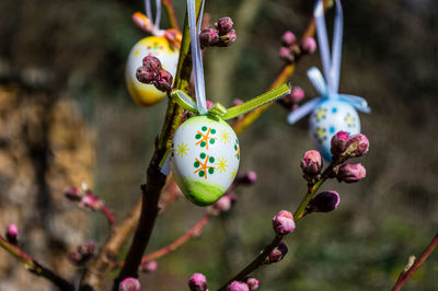 Close-up of pink cherry blossoms in spring