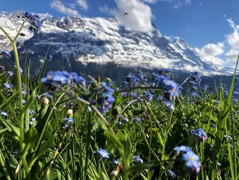 Close-up of purple flowering plants on field