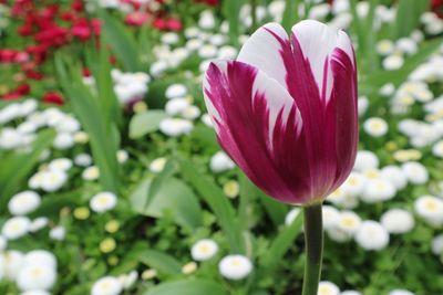 Close-up of flower blooming outdoors
