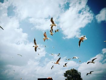 Low angle view of seagulls flying in sky