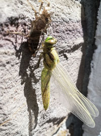 Close-up of insect on tree trunk