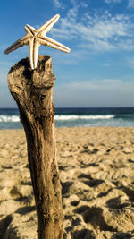 Close-up of dead tree on beach against sky