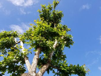 Low angle view of tree against sky