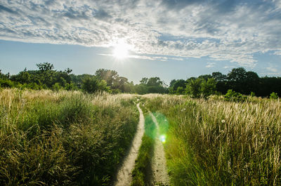 Scenic view of field against bright sun