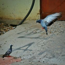 Birds in flight