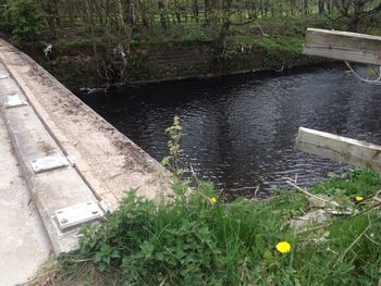 View of plants in pond