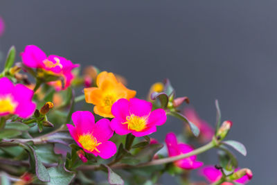 Close-up of pink flowers blooming outdoors