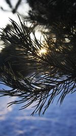 Low angle view of grass against sky