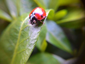 Close-up of ladybug on leaf