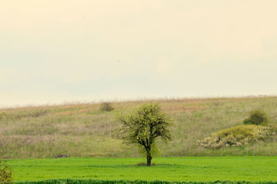 Scenic view of grassy field against sky